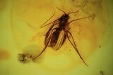 Detailed Fossil Fly (Mycetophilidae) with Eggs In Baltic Amber - Rare! #90756-1